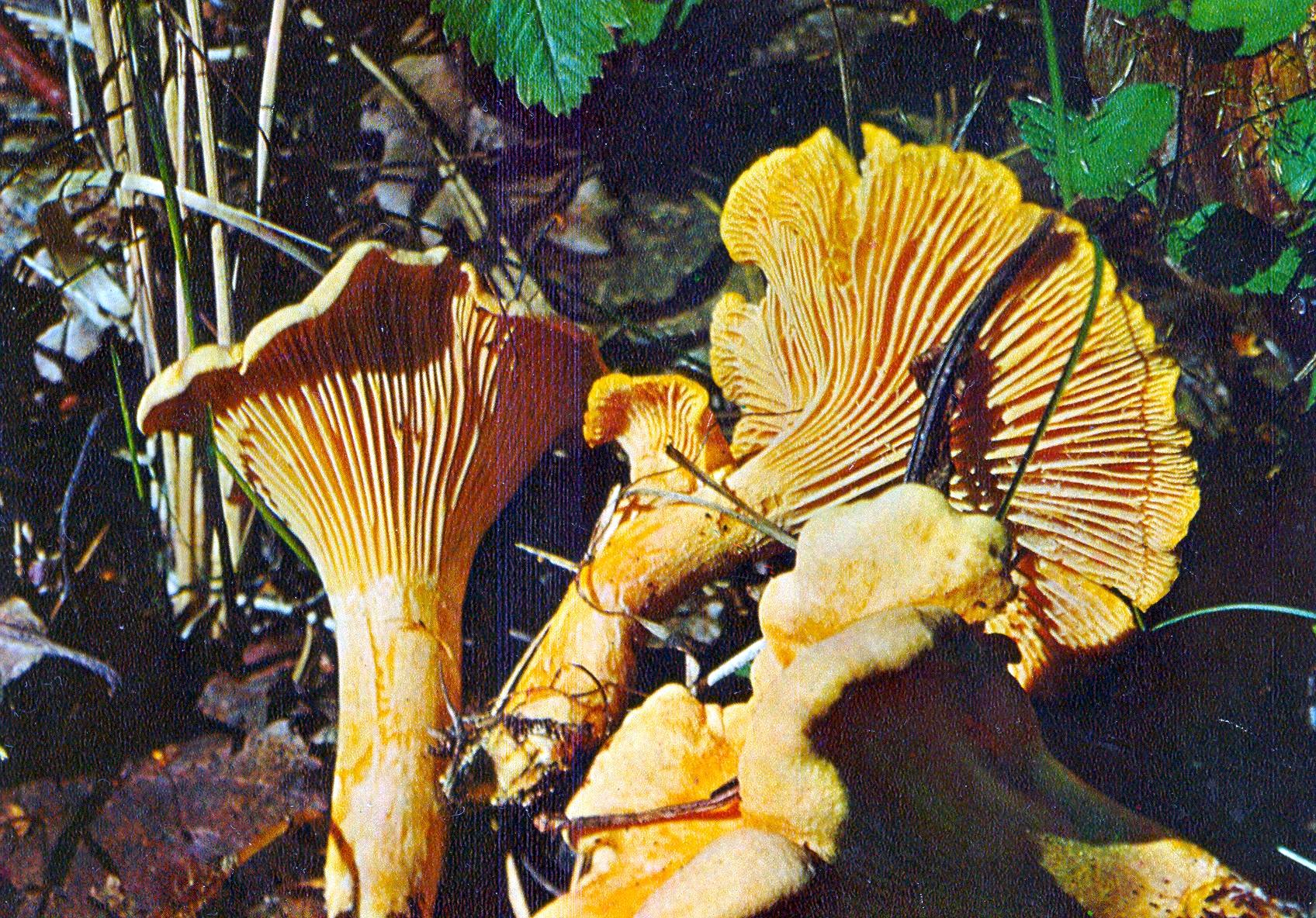 Хиноманноза грибы